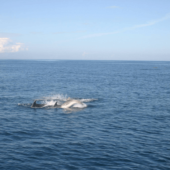 dolphins sligo