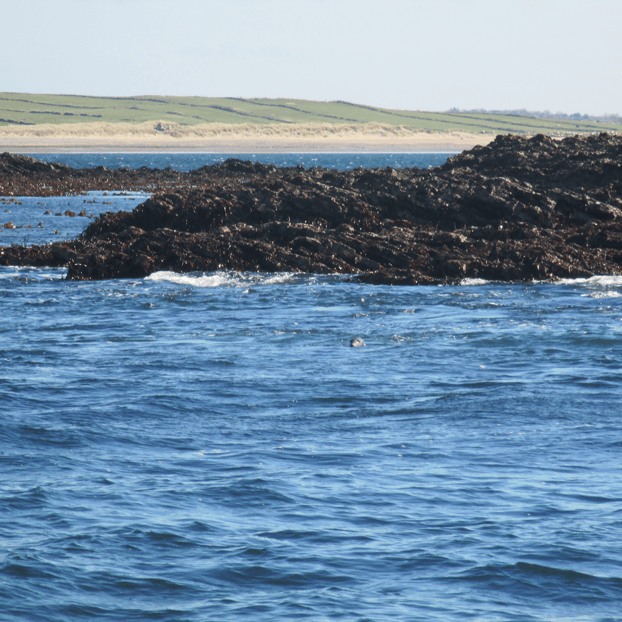 seals-sligo